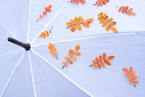 Umbrella Stock Photos