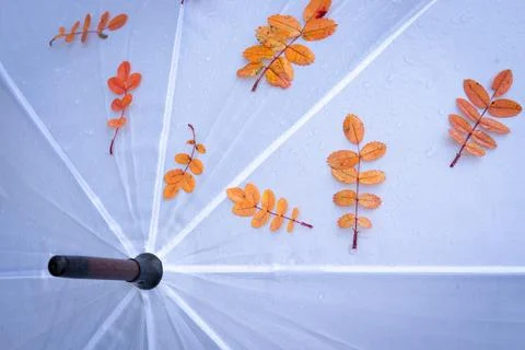 Umbrella Stock Photos