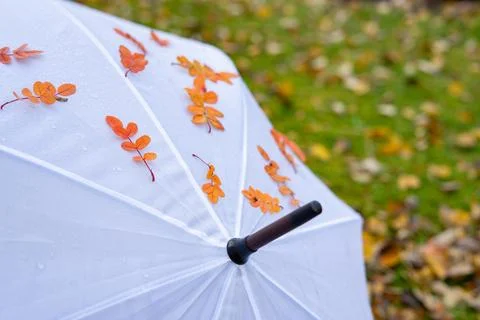 Umbrella Stock Photos