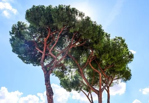 Umbrella pine trees against bright blue sky Stock Photos