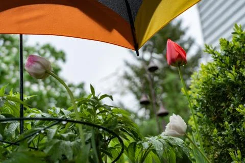 Umbrella protects plants. Stock Photos