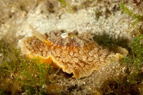 Umbrella slug, mbraculum umbraculum Foto stock