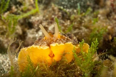 Umbrella slug, mbraculum umbraculum Foto stock