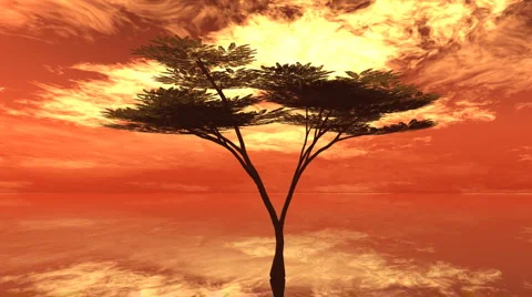 Umbrella tree fire sky Stock Footage 1090493