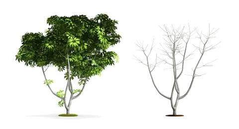 Umbrella tree. Illustrazione stock