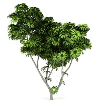 Umbrella tree isolated on white background Stock Illustration