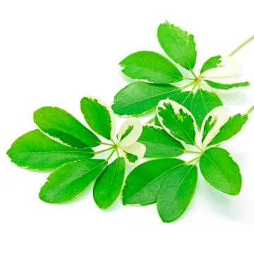 Umbrella tree Foto stock