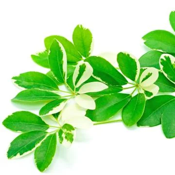 Umbrella tree Stock Photos