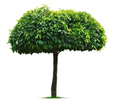 Umbrella tree on white background Stock Photos