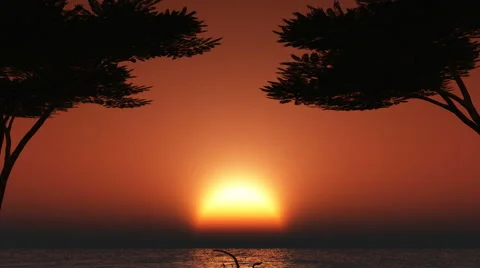 Umbrella trees sunset Stock Footage 40345308