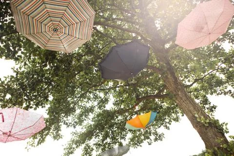 Umbrellas hanging in trees Photos