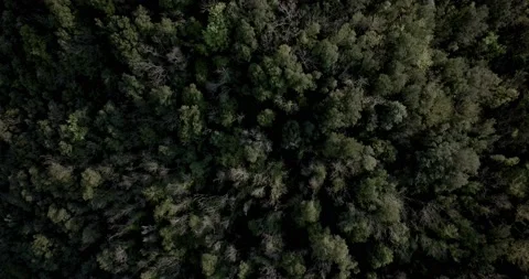 Umbrian forest, no house Stock Footage 237875406