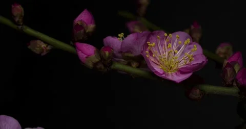 UME blossom. Stock Footage 139380591