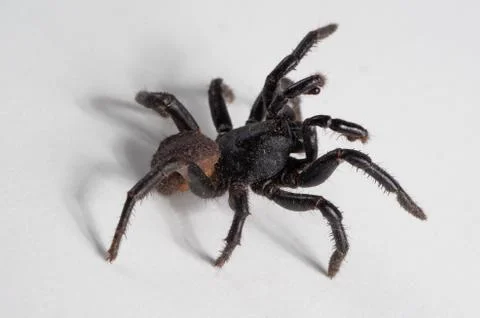 Ummidia Spider attack position II Stock Photos
