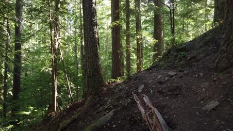 Umpqua National Forest Stock Footage 160239334