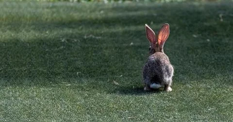 Un conejo gris sentado en la hierba verde. Conejo salvaje en la pradera. Stock Photos