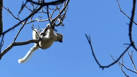 Un lémurien blanc qui saute de branche en branche Stock Footage