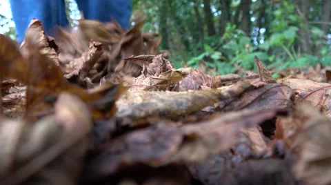 Un recogniseable man walking through crisp brown autumn leaves Stock Footage 67807305
