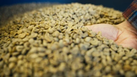 Un-roasted Coffee Beans Stock Footage 123729920