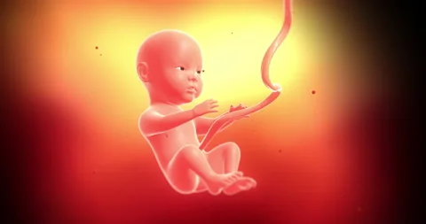 Un unborn baby that develops and grows inside the uterus. Ready to born. 動画素材 215099486