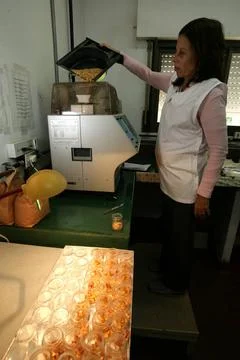  Una tecnica realiza una hectolitrica de granos de maiz para determinar su... Stock Photos