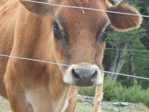 Una vaca que luce inteligente Stock Photos