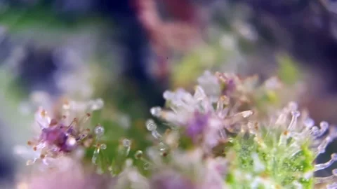 Unbelievable Cannabis trichomes developing active cannabinoids under microscope. Stock Footage 344494362
