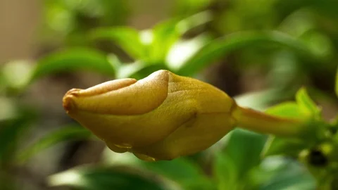 Unbloom Flower Video stock 91724443