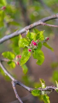 Unbloomed buds on the tree in spring Stock Photos