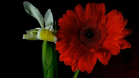 Unblooming colored flower buds, timelapse footage. Close up, macro. Stock Footage 107117136