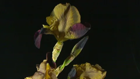 Unblooming colored flower buds, timelapse footage. Close up, macro. Stock Footage 107118348