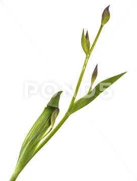 Unblown buds of iris flowers. Isolated on white Stock Photos