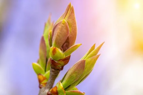 Unblown buds on trees macro. Bare young tree branches in spring in the garden Stock Photos