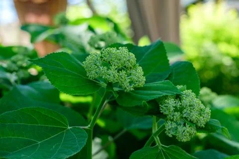 Unblown hydrangea buds. Stock Photos