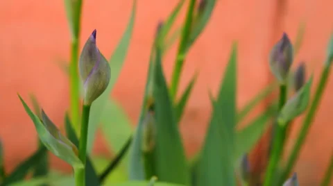 Unblown iris swaying in the wind, close-up Video stock 49941505
