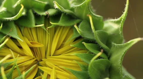 Unblown sunflower closeup Stock Footage 65407321