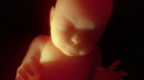 Unborn Baby in the Womb 3D Animation Stock Footage
