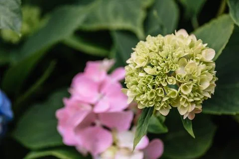 Unbroken bud of green hydrangea macrophylla flower in a garden. A lush bush a Stock Photos