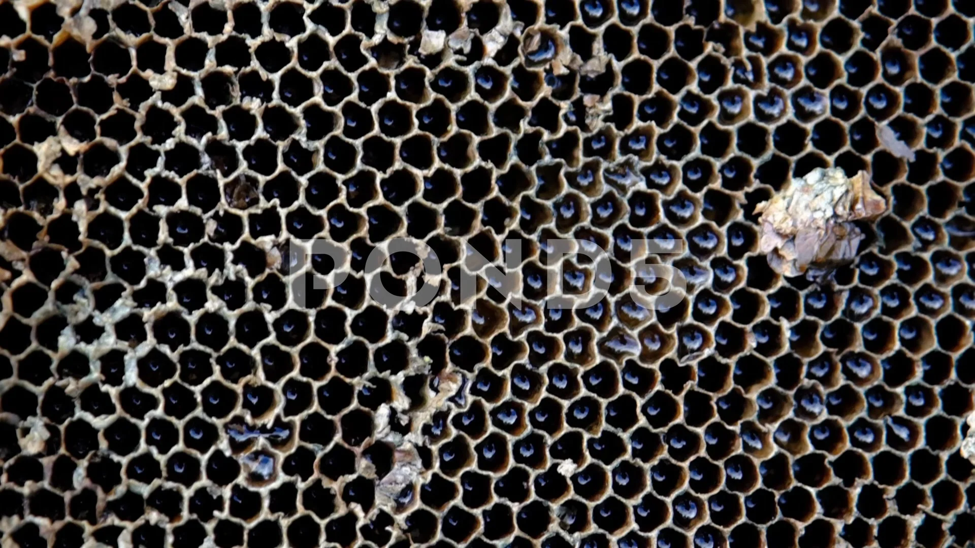 Uncapped honeycomb. Close-up of honeycomb from a honey bee