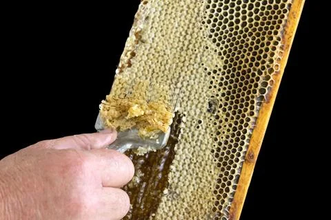 Uncapping honey cells with a fork. Professional beekeeper holds wooden fram.. Stock Photos