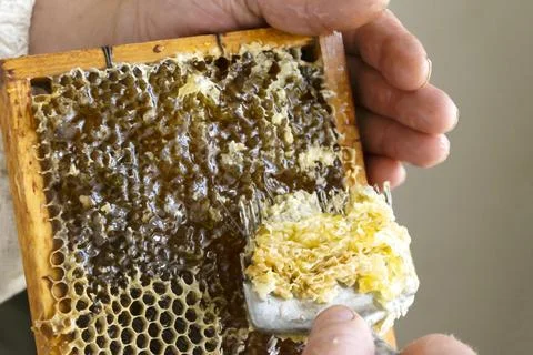 Uncapping honey cells with a fork. Professional beekeeper holds wooden fram.. Stock Photos