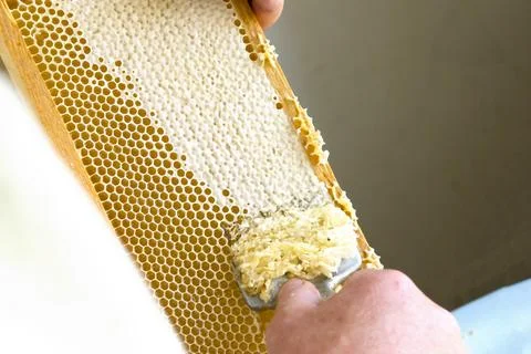 Uncapping honey cells with a fork. Professional beekeeper holds wooden frame Foto stock