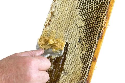 Uncapping honey cells with a fork. Professional beekeeper holds wooden frame Foto stock