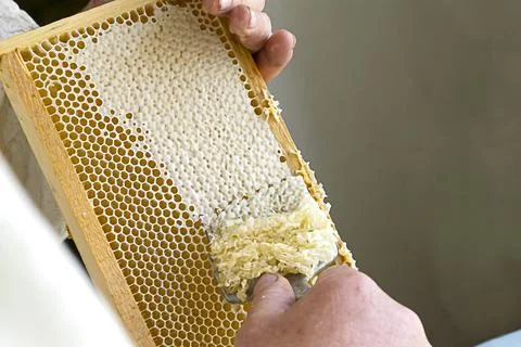Uncapping honey cells with a fork. Professional beekeeper holds wooden frame Stock Photos