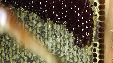 Uncapping honey frames Video stock 53426628