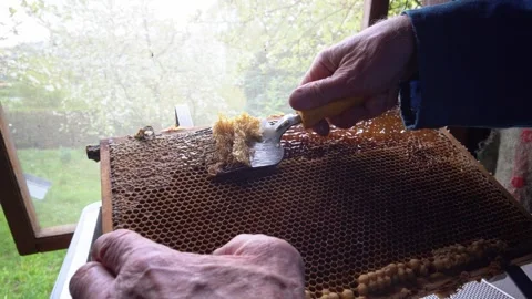 Uncapping Honeycomb Frame Stock Footage 340120900