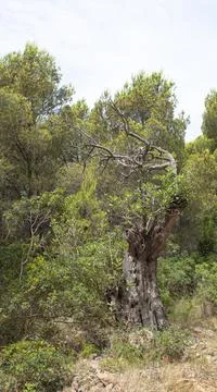Uncared for Mediterranean forest with pine and carob trees Stock Photos