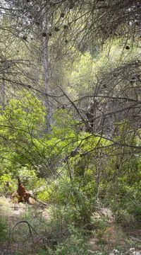 Uncared for Mediterranean forest with Pine trees Stock Photos