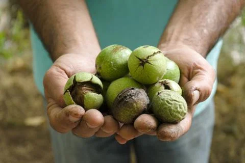 Uncleaned green walnuts in the hands of a farmer Stock Photos