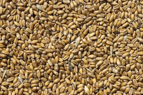 Uncleaned unsorted grain with debris after being harvested by a combine. Foto stock